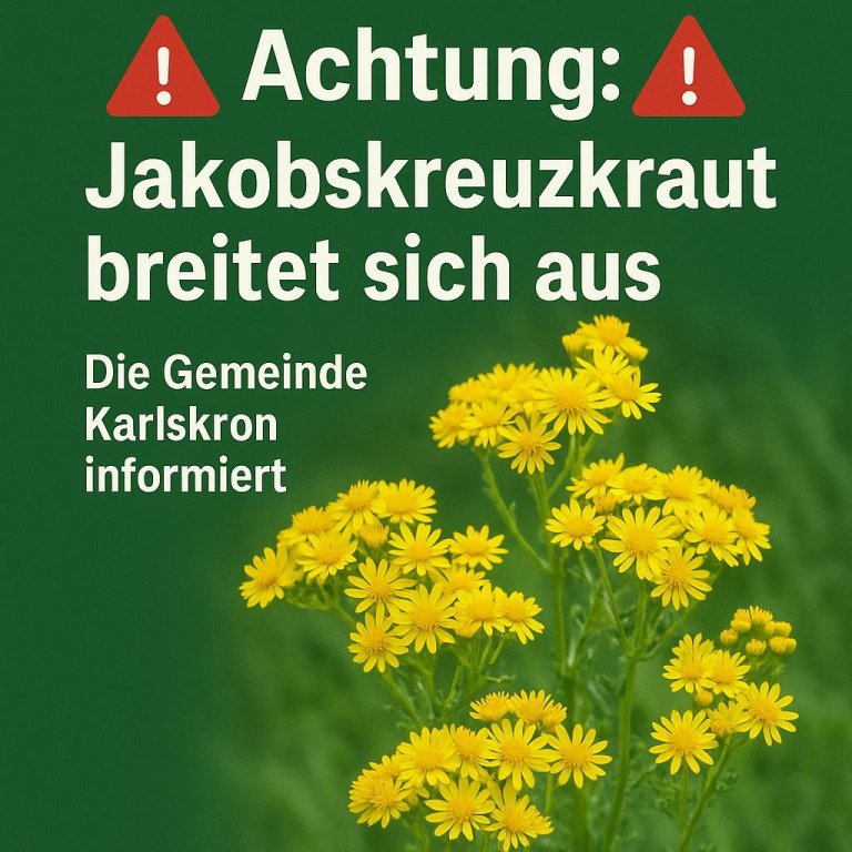 Jakobs-Kreuzkraut